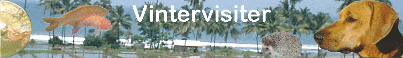 Vintervisiter