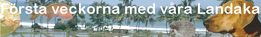 F�rsta veckorna med v�ra Landakar
