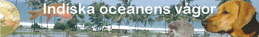 Indiska oceanens v�gor