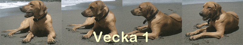 Vecka 1
