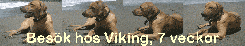 Bes�k hos Viking, 7 veckor