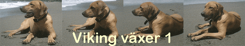 Viking v�xer 1