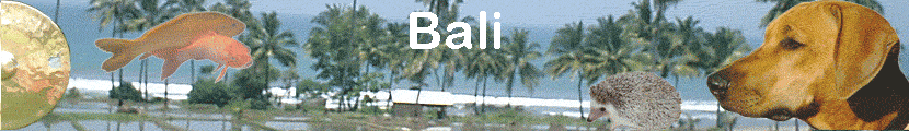 Bali
