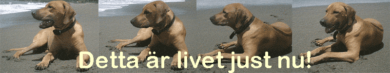 Detta �r livet just nu!