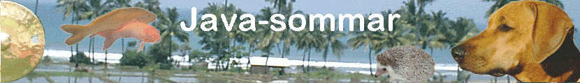 Java-sommar