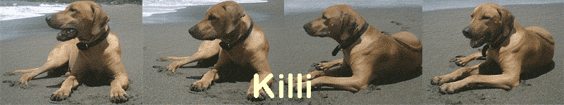 Killi