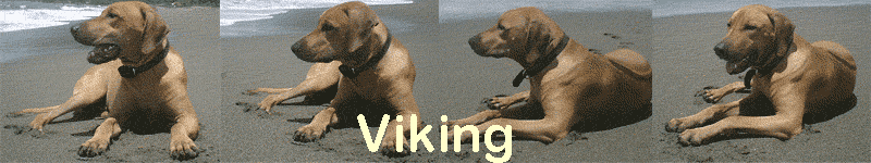 Viking