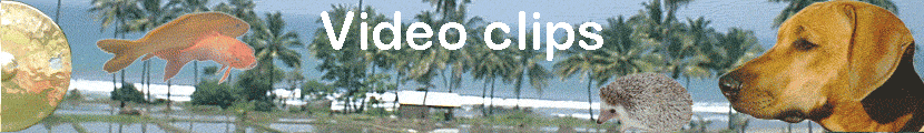 Video clips